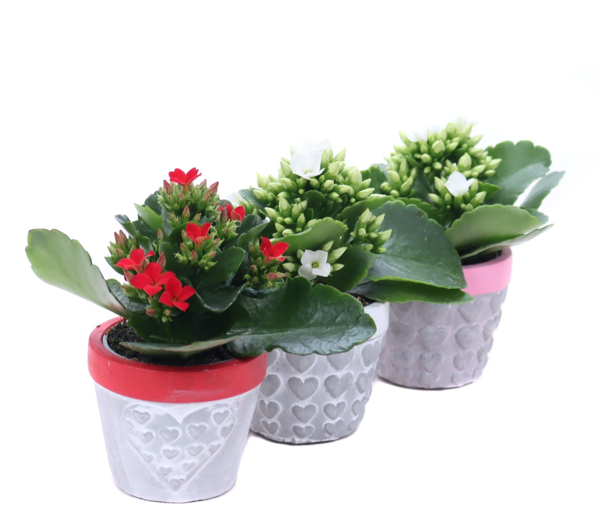 Kalanchoe 6 cm in 3 kleuren konische beton potje met hartjes, D 7