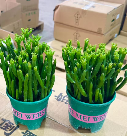 Эуфорбия тирукалли 14 25