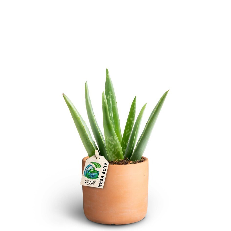 ALOE VERA 40969659 Raw T Aloe Vera, D 10
