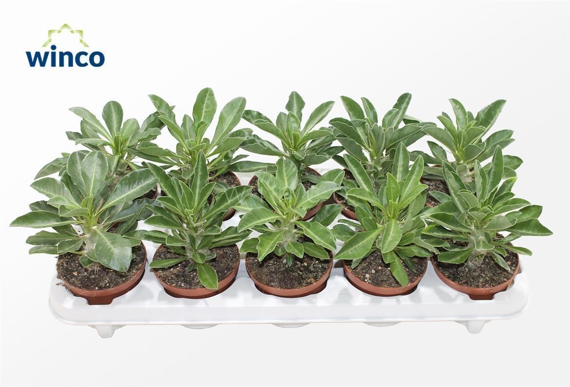 Pachypodium Saundersii, D 10,5 cm