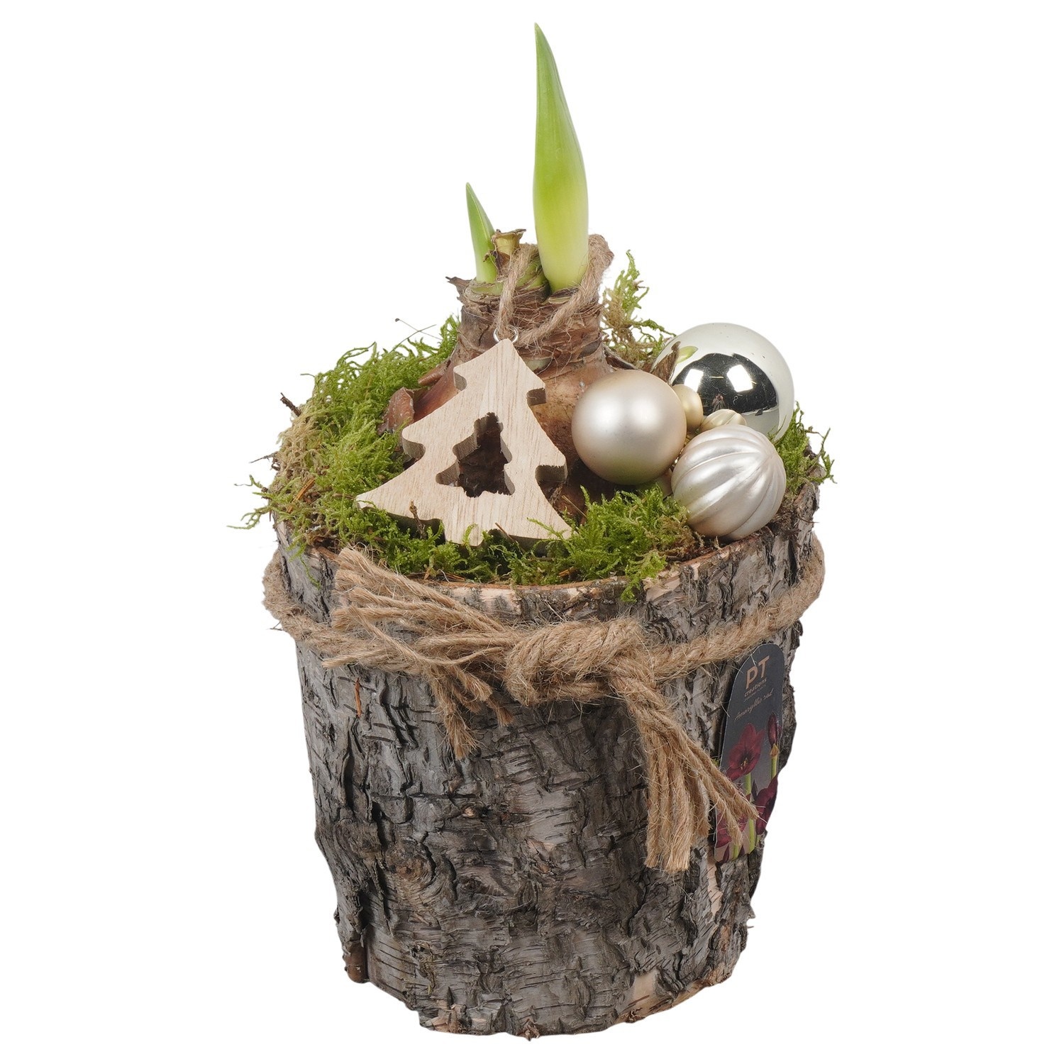 PTACH2545 Arrangement Amaryllis Christmas in houten pot, D 15
