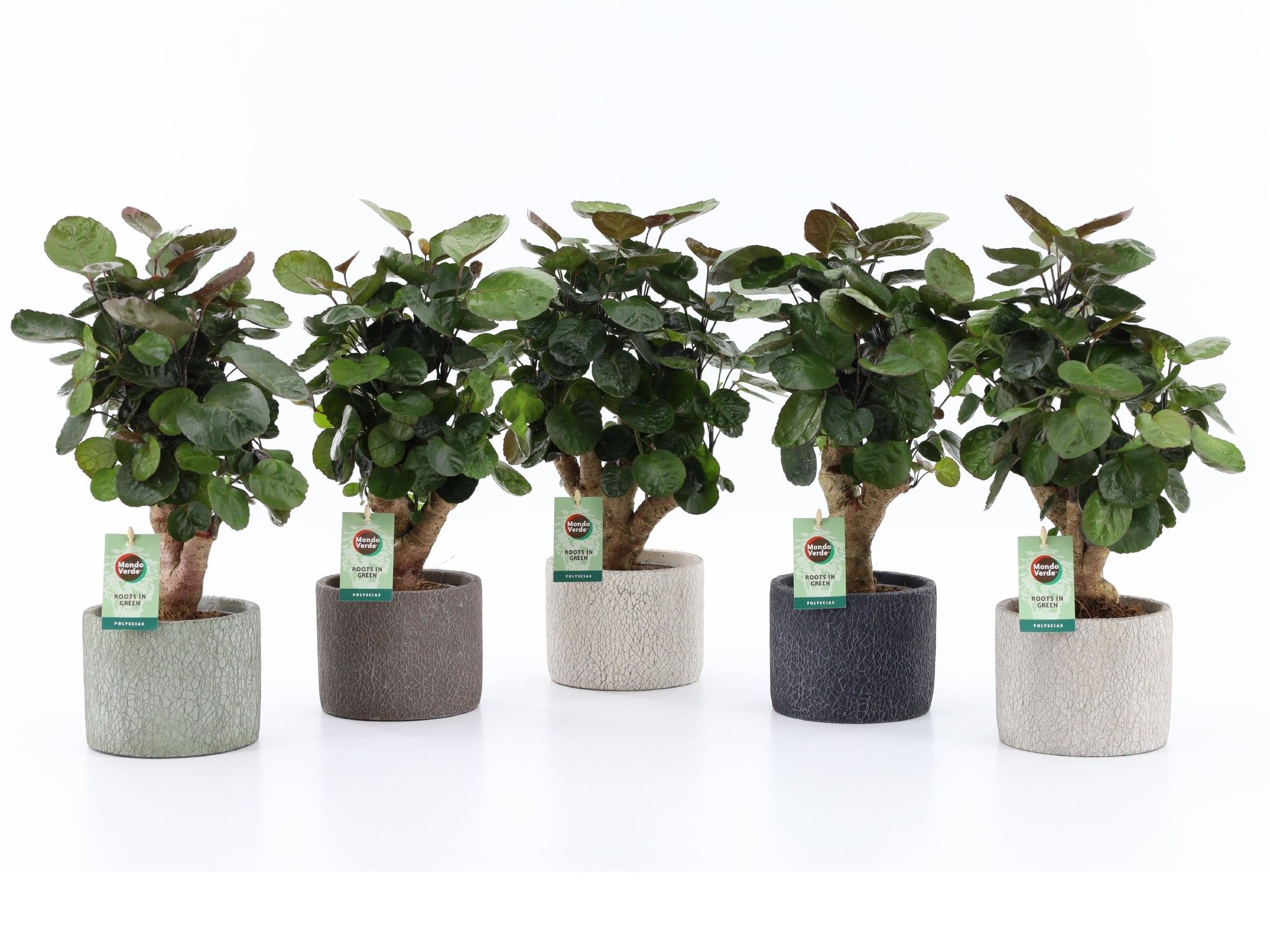 Polyscias Fabian in Classic Stone, D 14