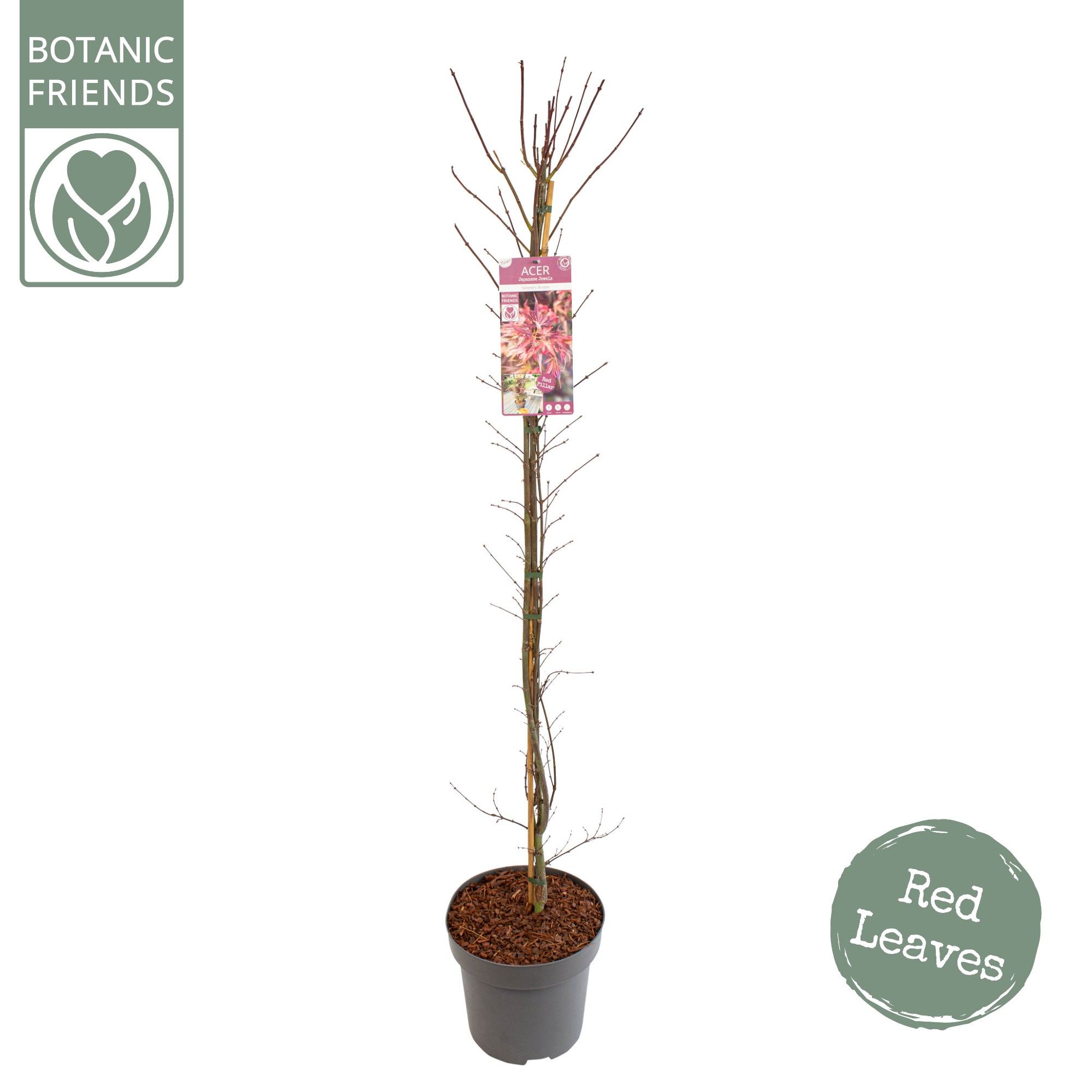 Acer palm. 'Skeeter's Broom', D 30