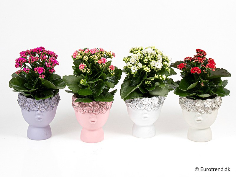 VALENTIJN CERAMIC 2026 KALANCHOE E 3918, D 10