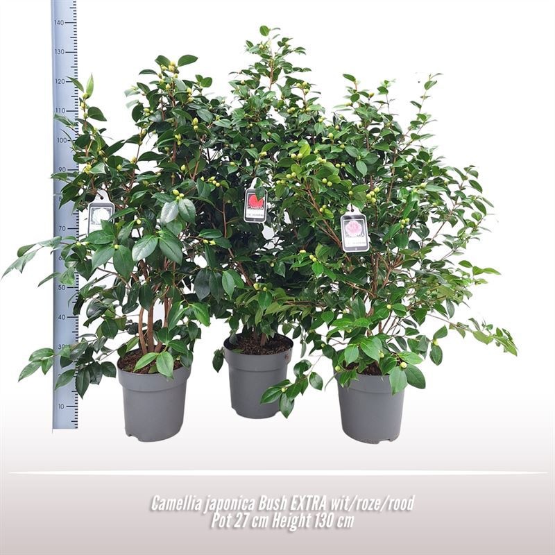 Camellia japonica struik, D 27