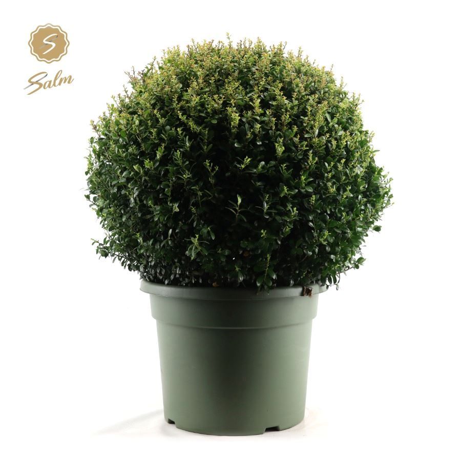 Ilex crenata Ball Ø70cm P45, D 45