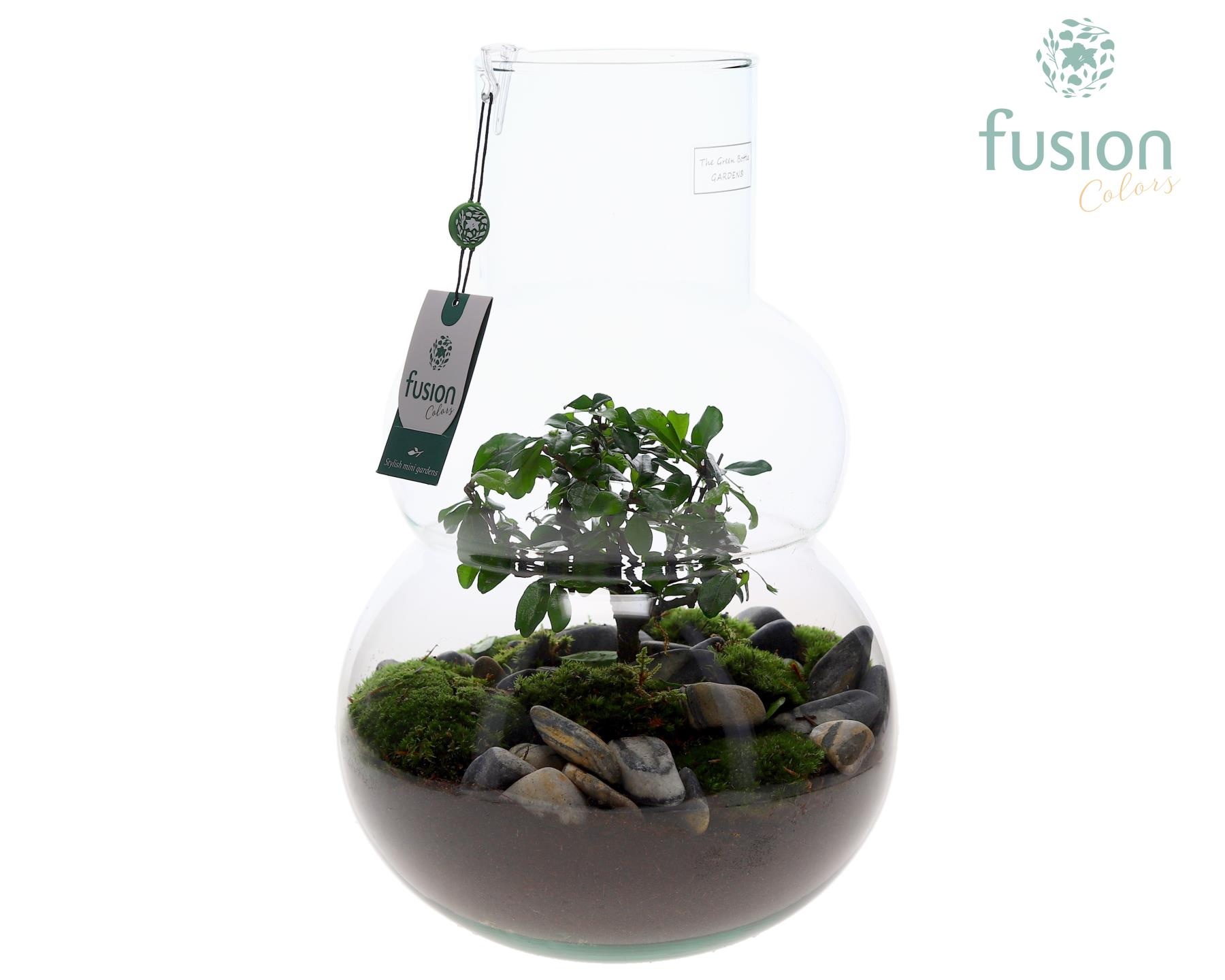 Green Bottle Olaf Large met Bonsai arrangement, D 26