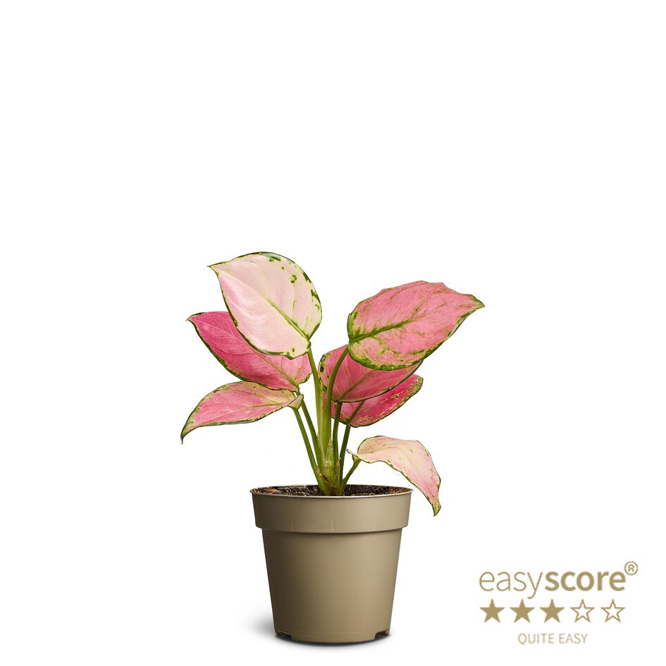 Aglaonema X, D 9