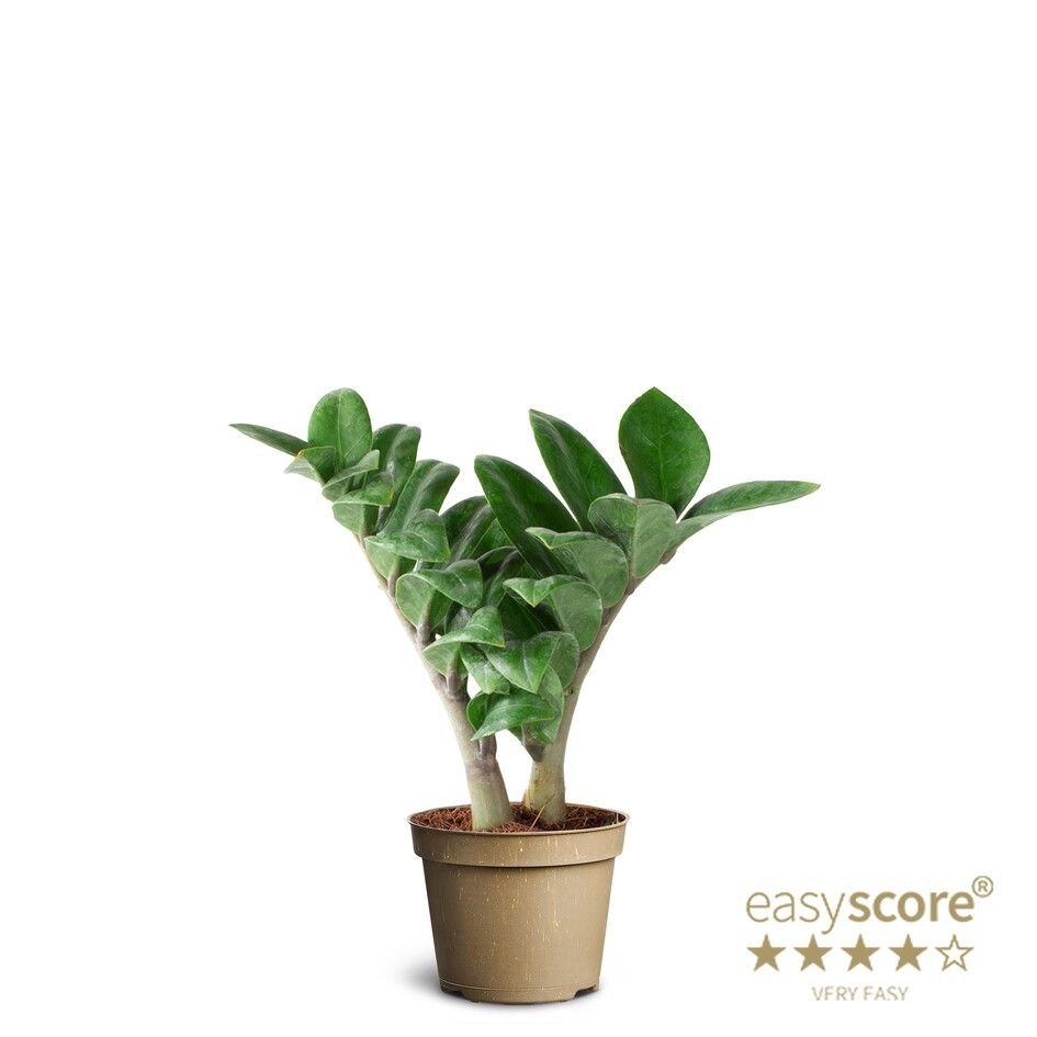 Zamioculcas 'Zenzi', D 6