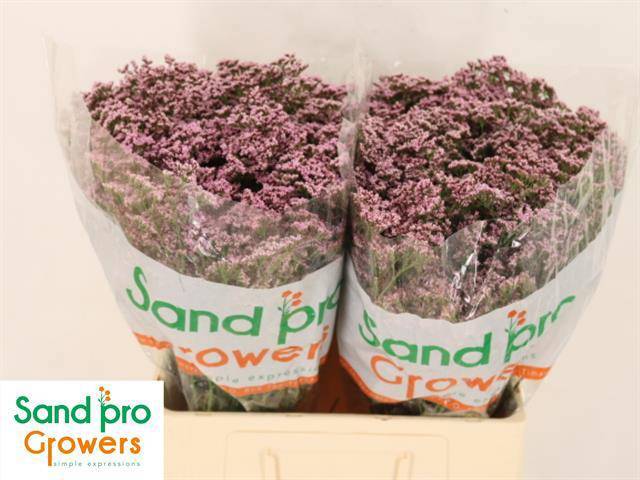 Лимониум Сафора Оши Пинк 60, шт.