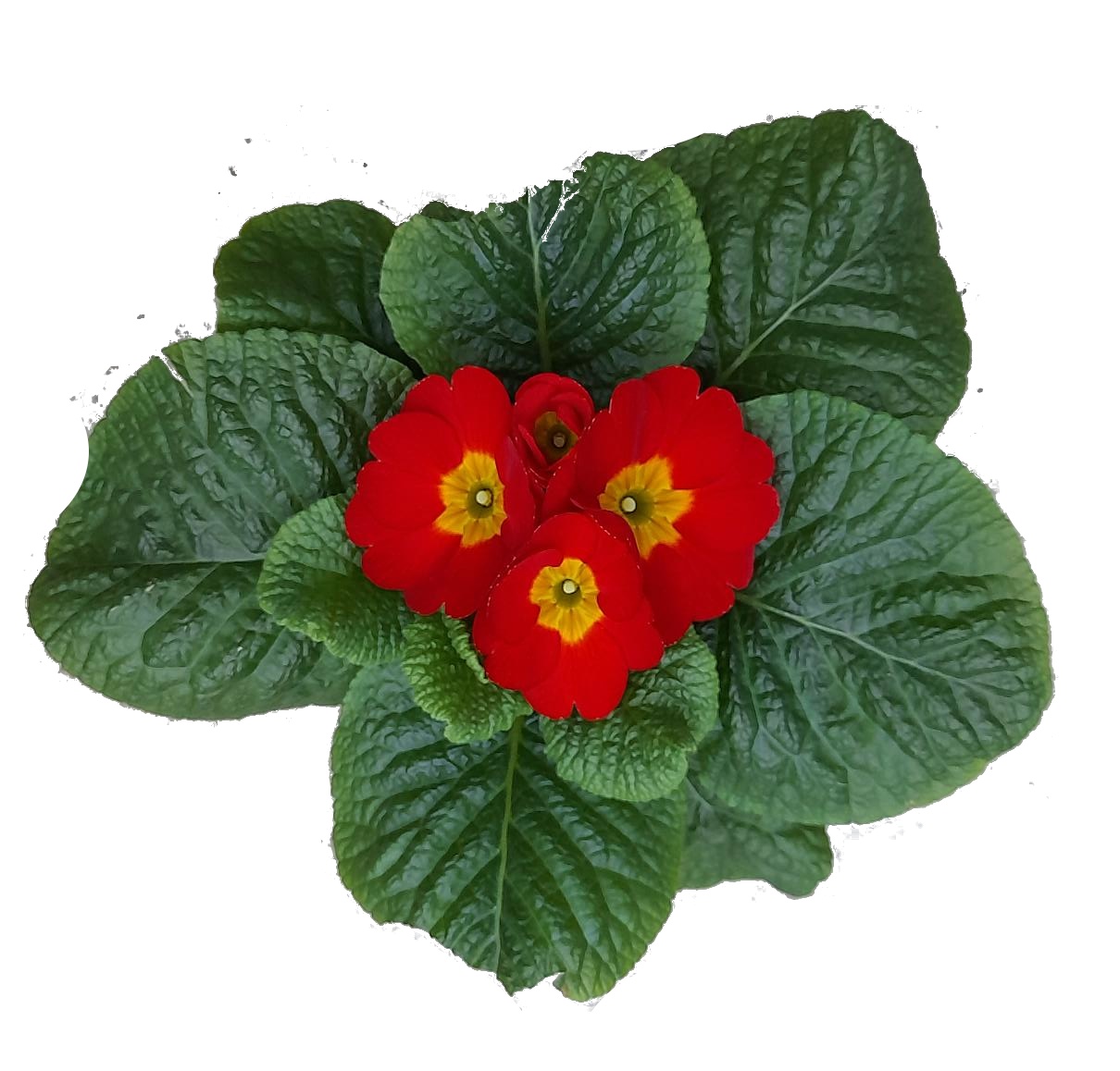 Primula ac. 'Cairo Red', D 10,5