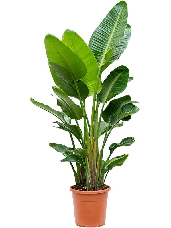Strelitzia nicolai (170-200), D 30 cm