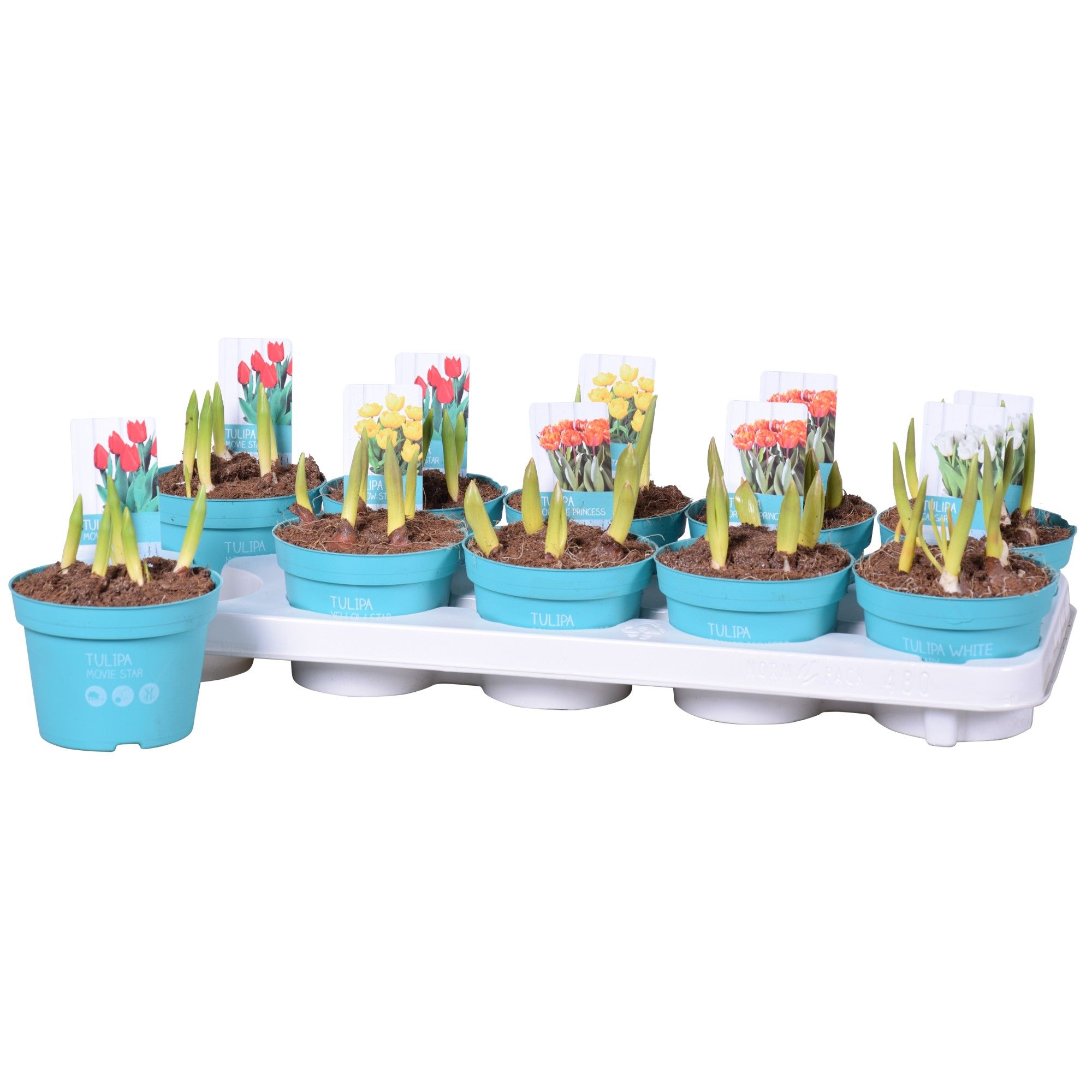 Tulipa Mix 'Diamond Collection', D 12