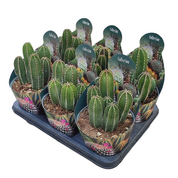 MARGINATOCEREUS MARGINATUS - POT Ø 14 COLLECTION WITH POTCOVER (CACTUS), D 14