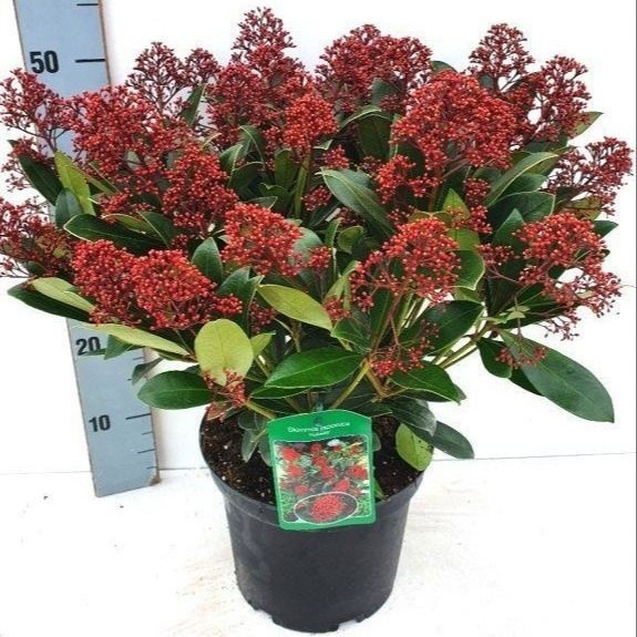 Skimmia japonica 'Rubella' 25+, D 23