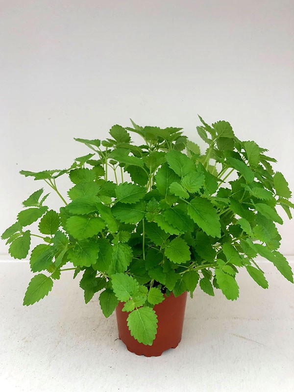 MELISSA OFFICINALIS/CITRONMEL., D 11 cm