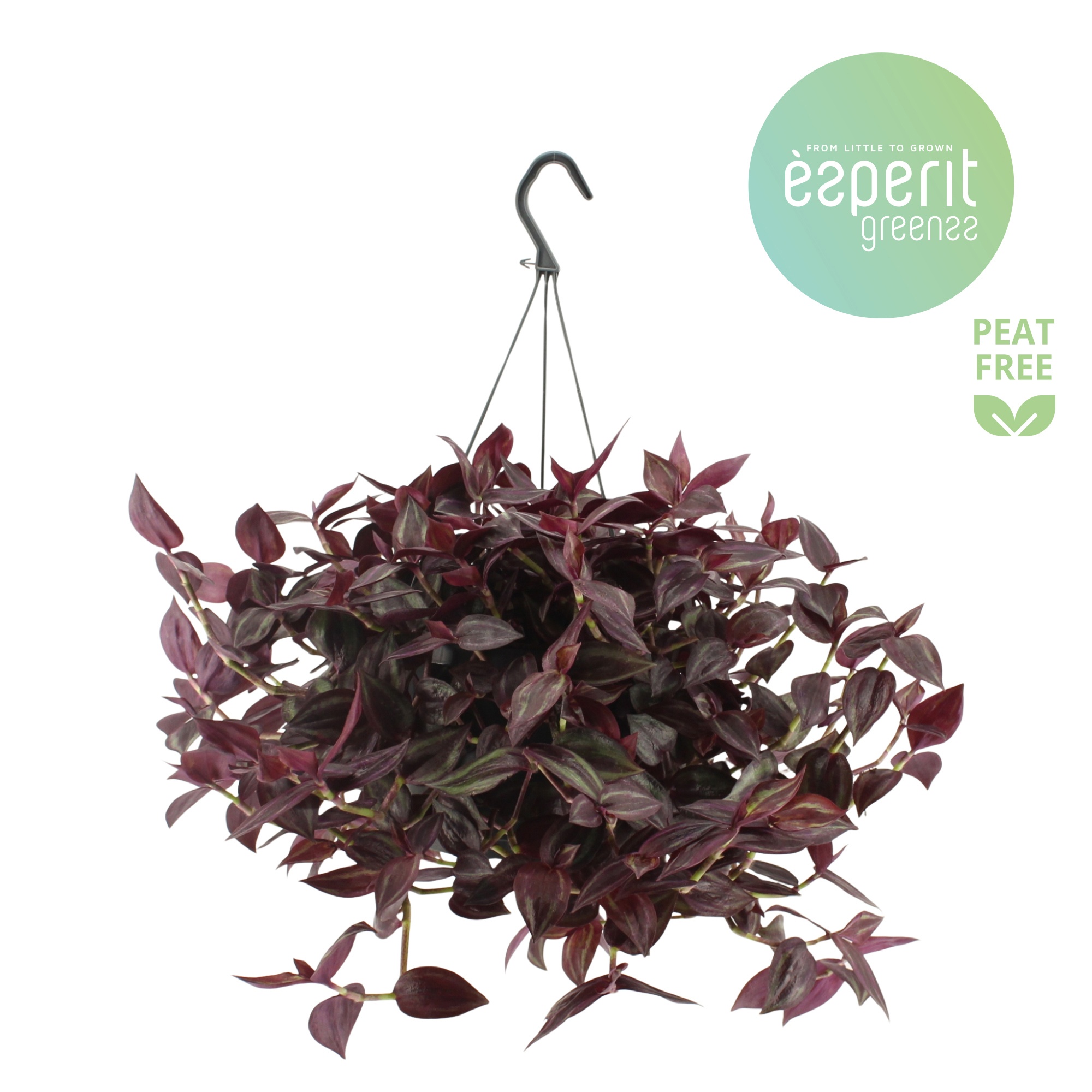 Tradescantia Jewel Red hangpot, D 17