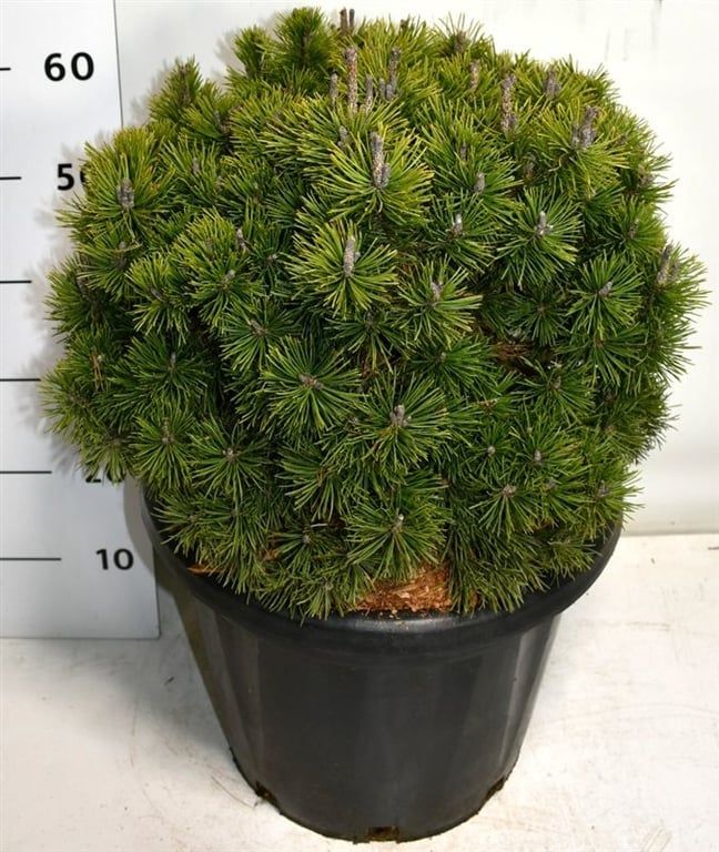 Pinus mugo 'Mops', D 38