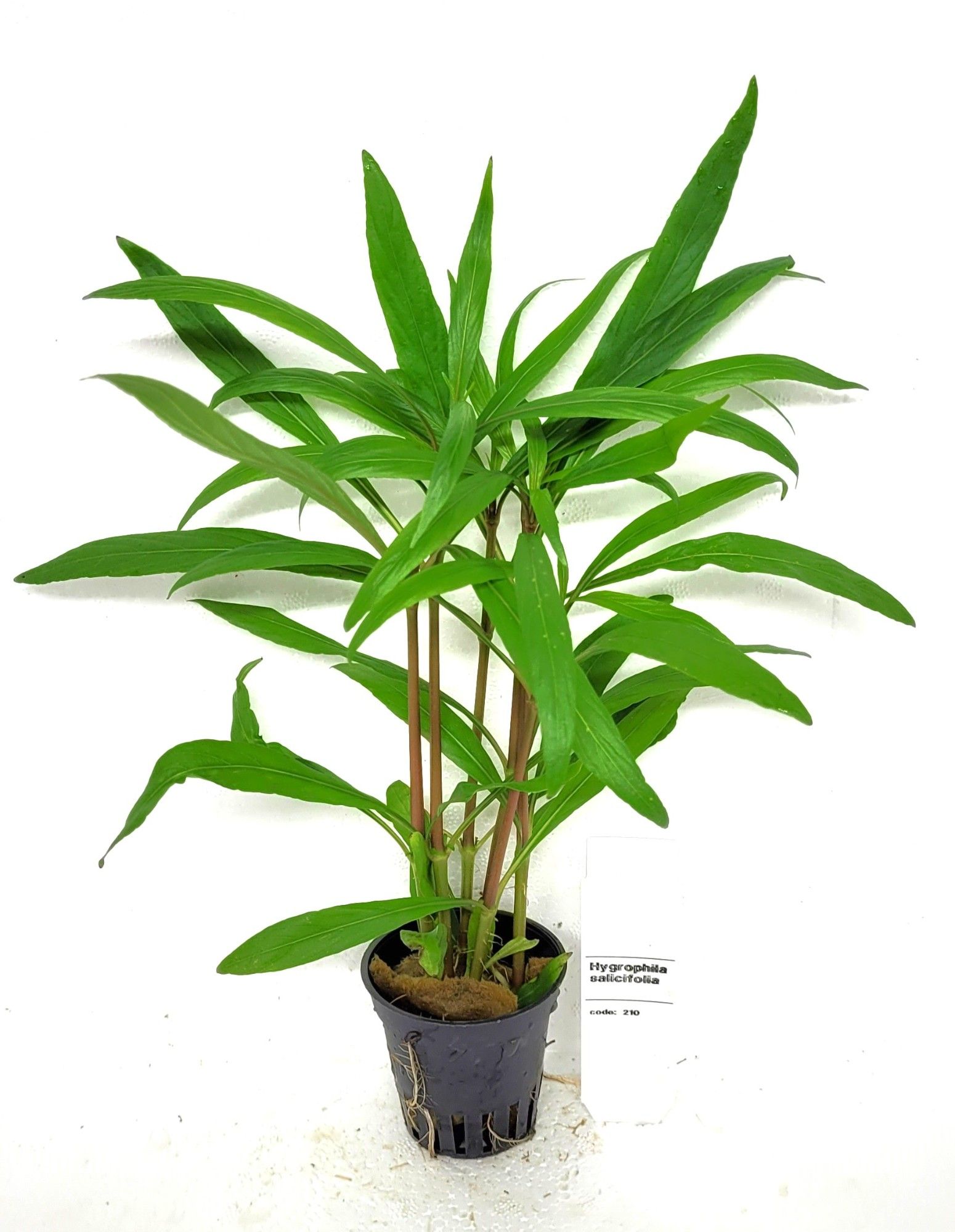 Hygrophila salicifolia, D 5