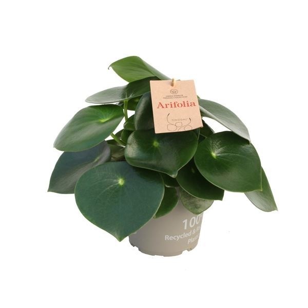 Peperomia Arifolia 14 cm, D 14 cm Peperomia Arifolia 14 cm, D 14 cm
