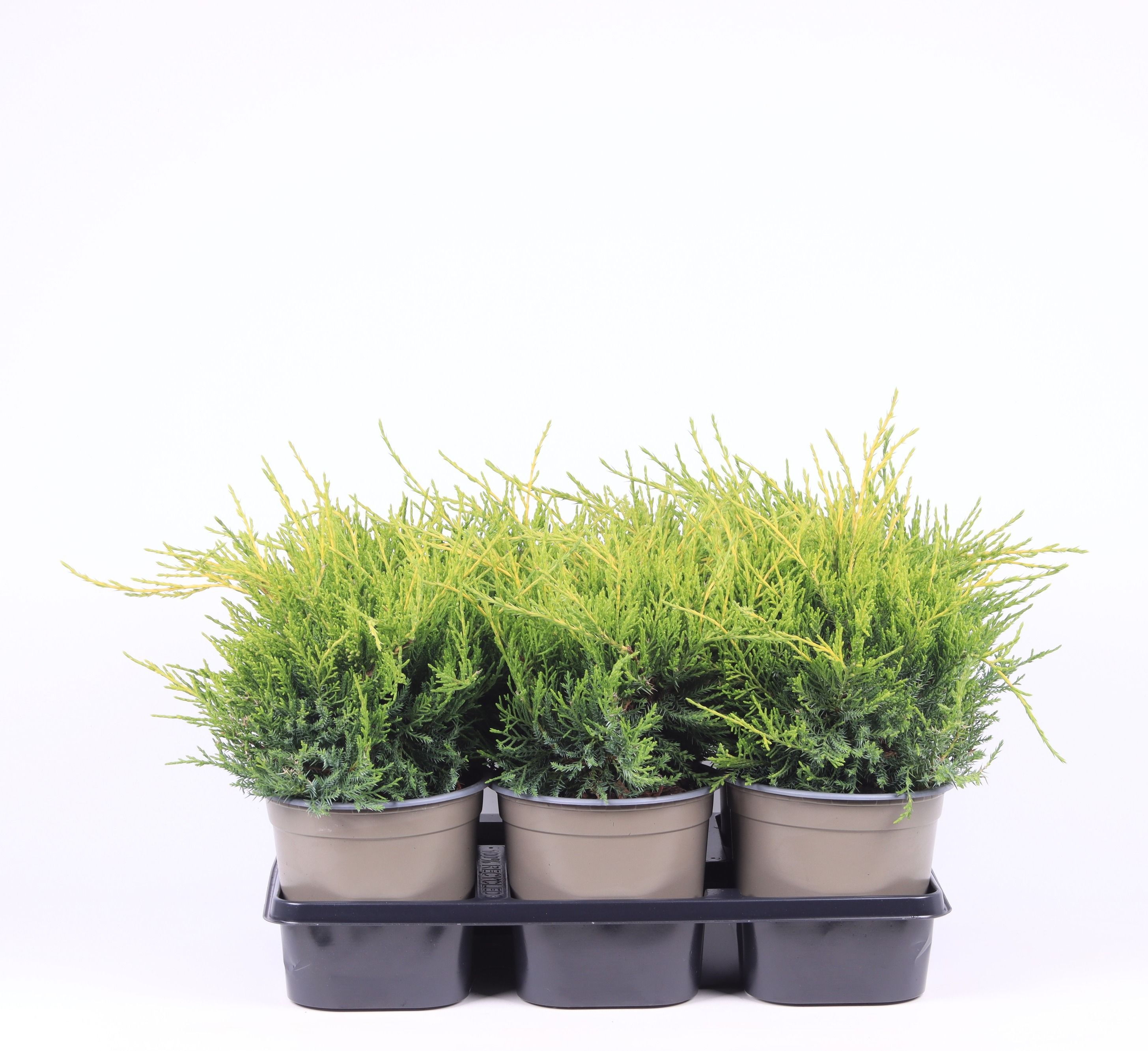 Juniperus x pfitzeriana 'Gold Coast', D 15 cm