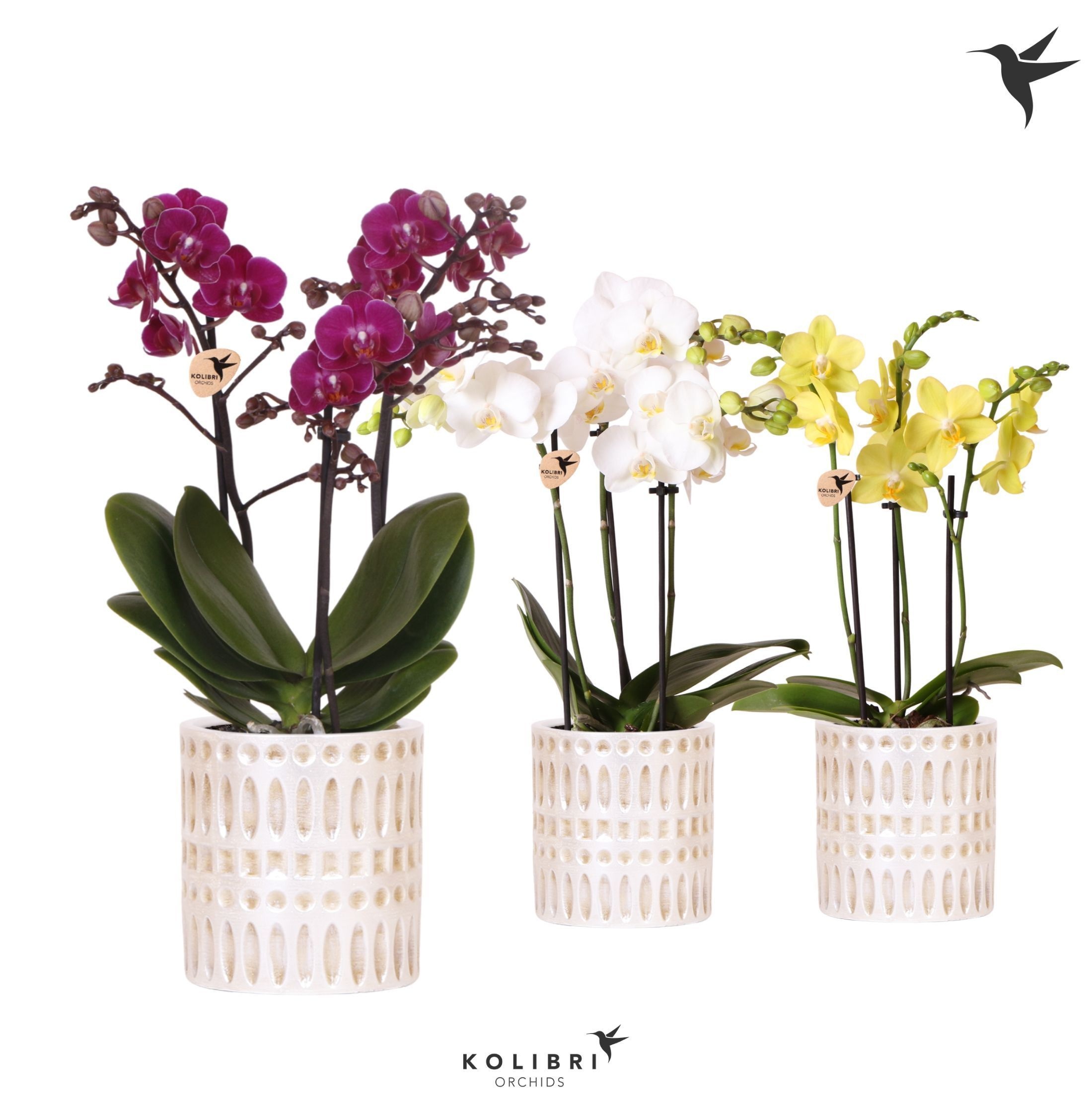 Kolibri Orchids Phalaenopsis mix 3 spike in Mozaiek pot, D 9