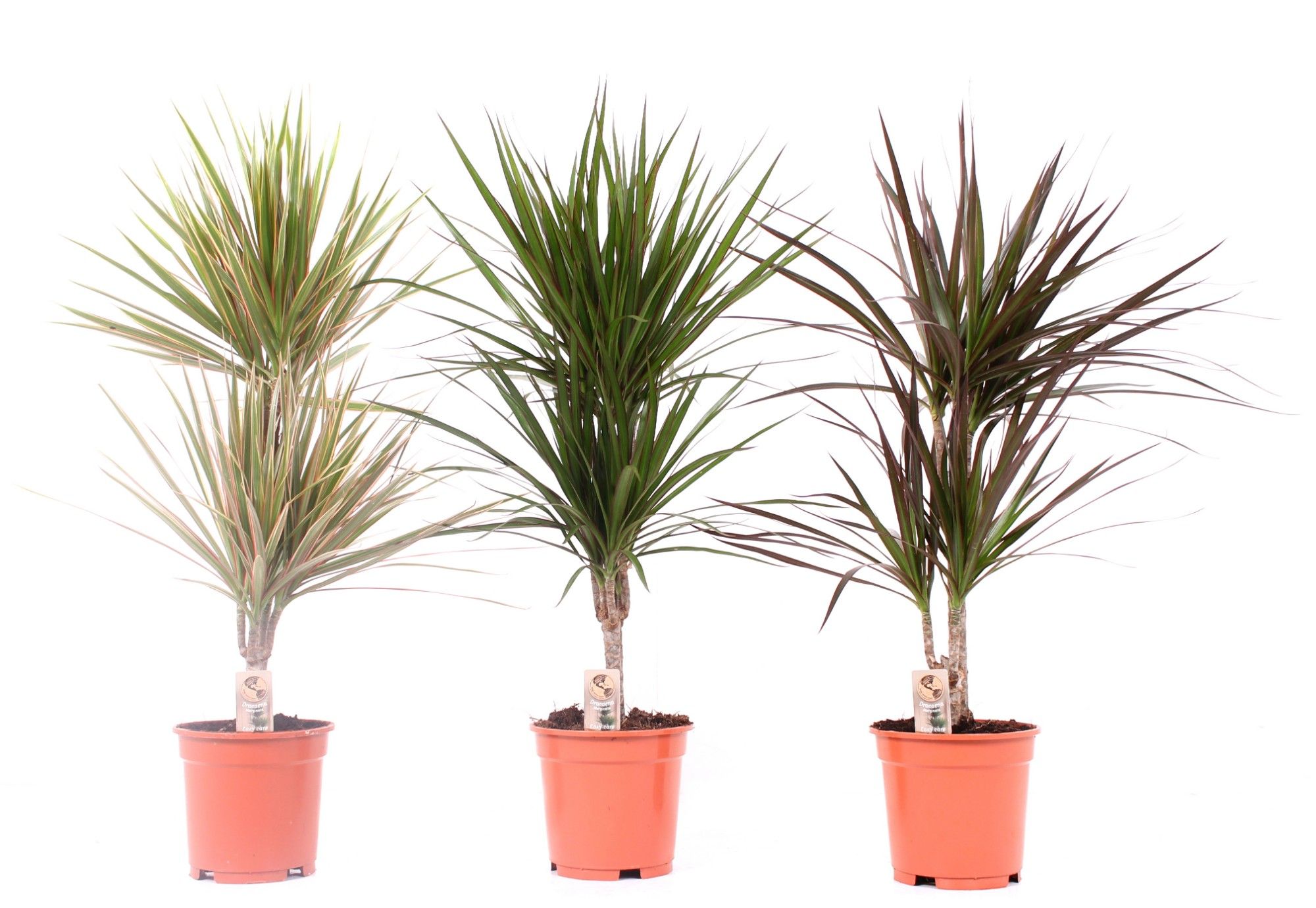 Dracaena mix 17 cm 3 soorten, D 17