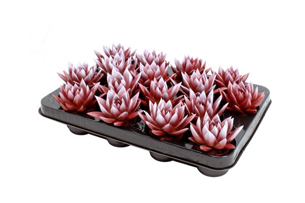 Miranda bicoloured red/white, D 6 cm