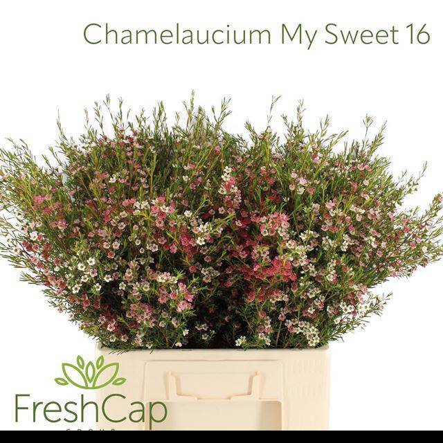 Шамелациум Май Свит Сикстин 60, шт.