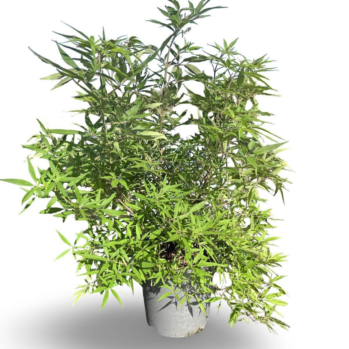 Vitex agnus-castus Delta Blues, D 32 cm