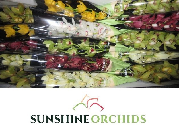 Цимбидиум мини Микс x15 50, шт.