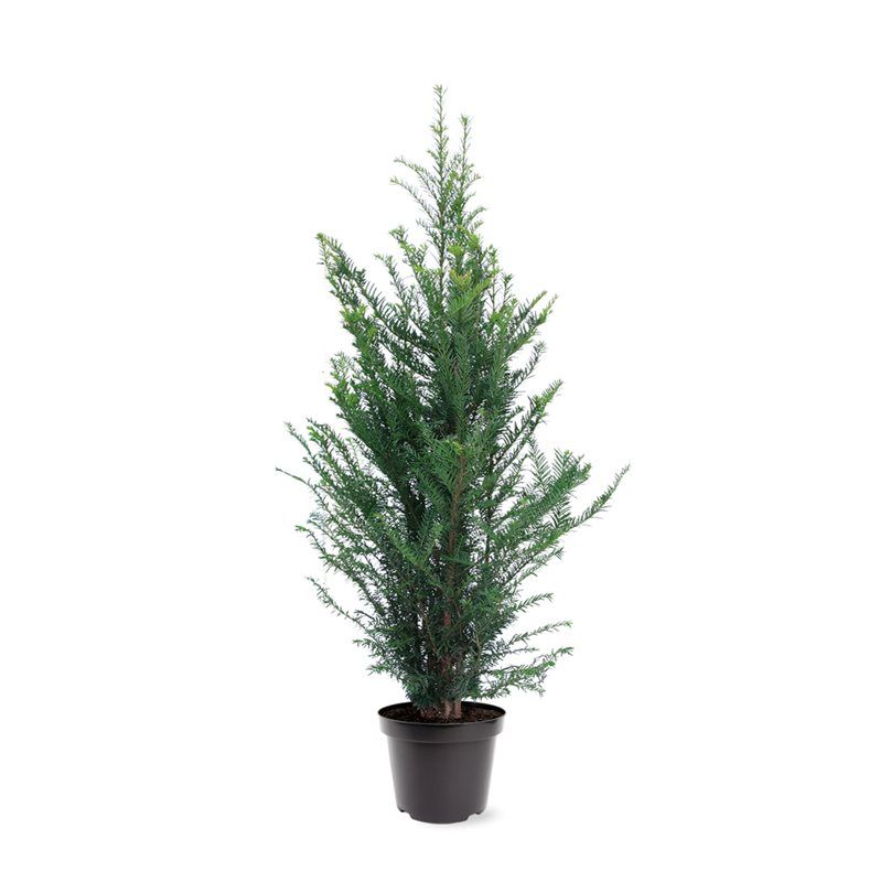 Taxus baccata (zonder etiket), D 26