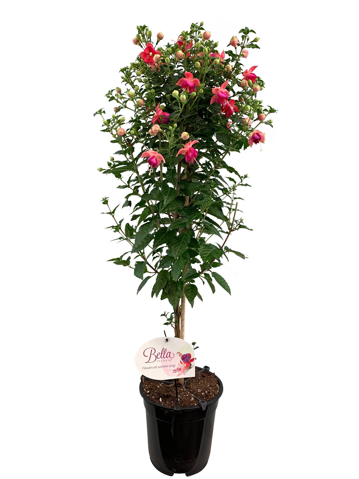 Stamfuchsia Tarbes Jollies, D 19