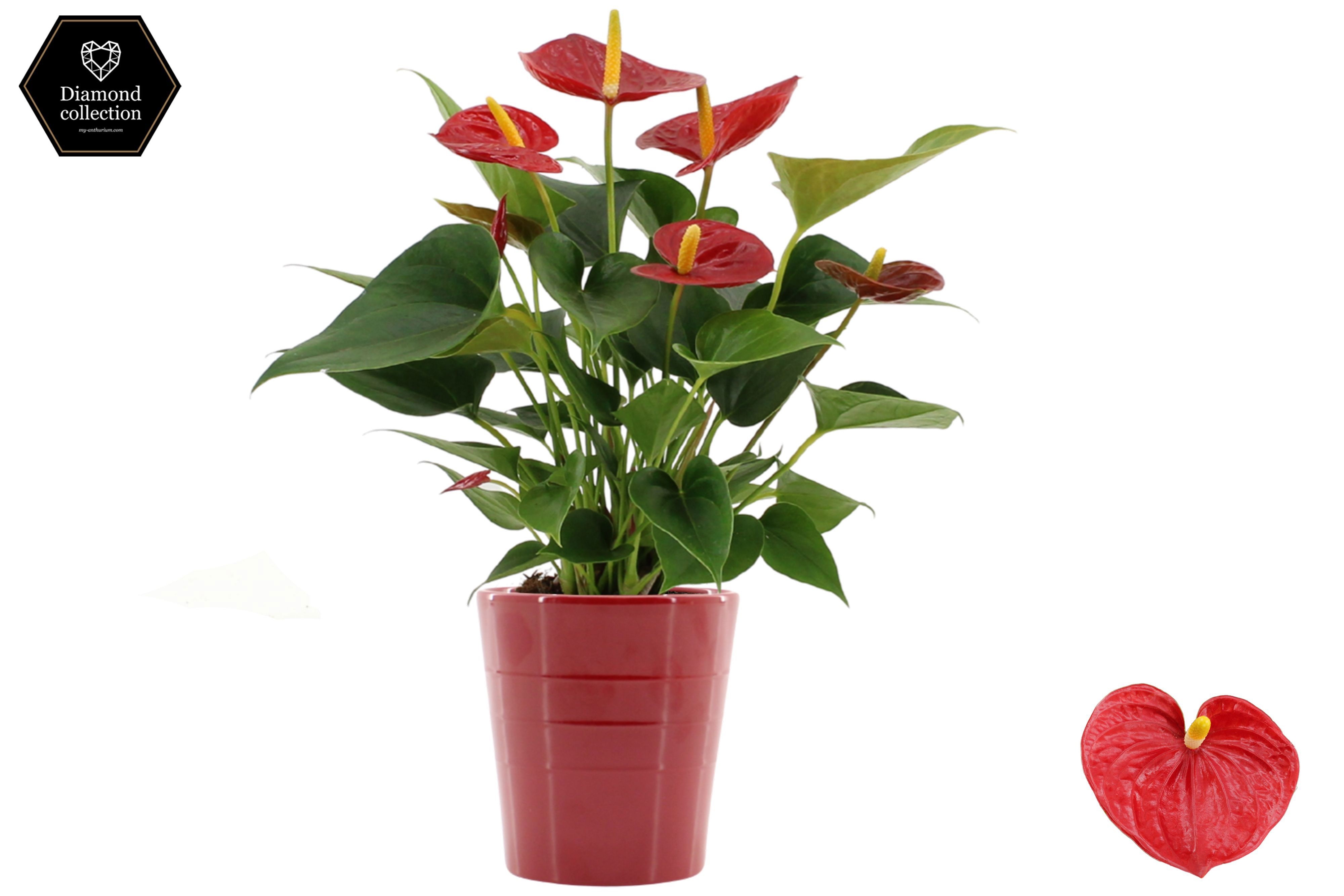 Anthurium 12 cm Diamond Red in Linn ceramics, D 12