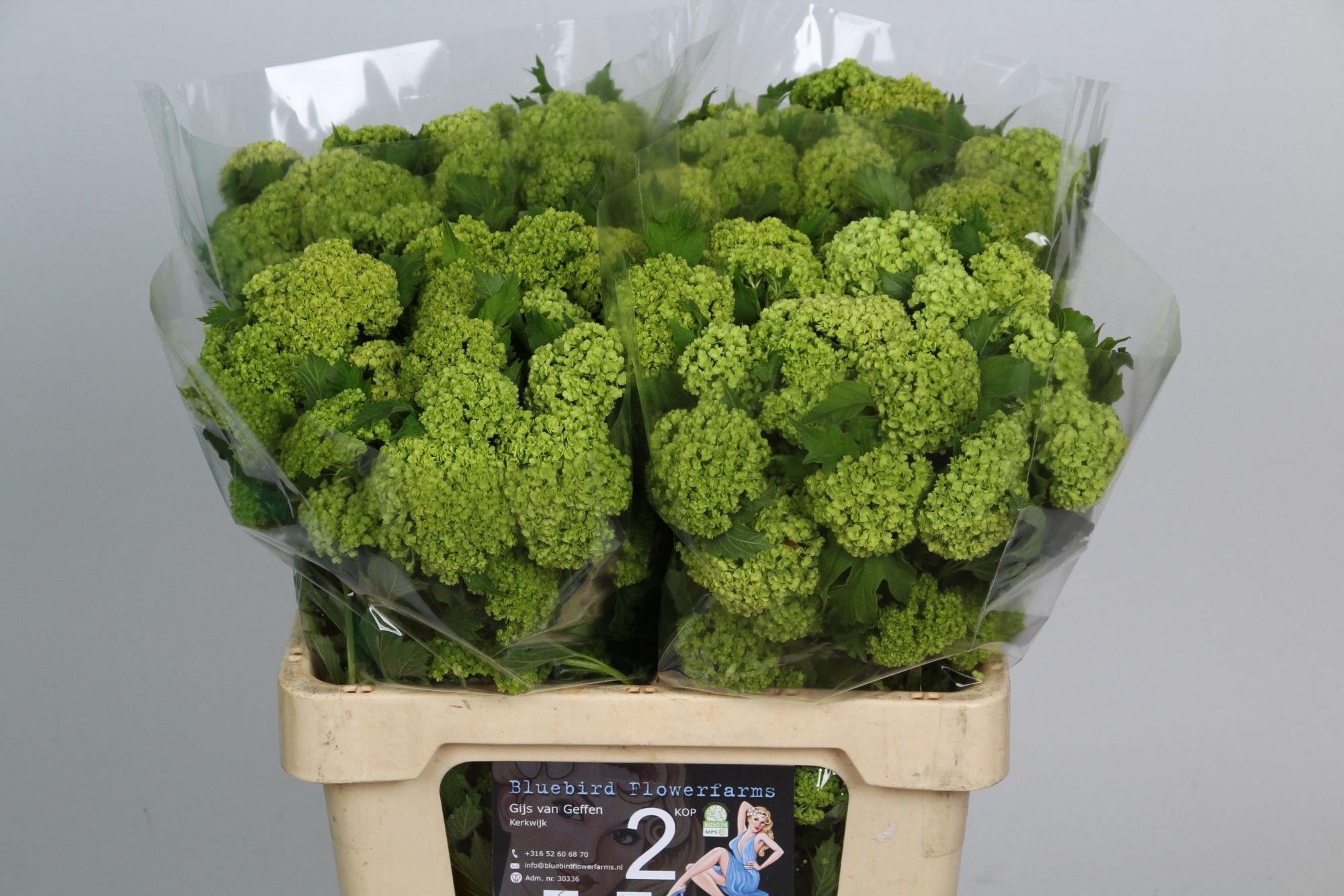 Вибурнум Розеум 60 (зел.), шт.