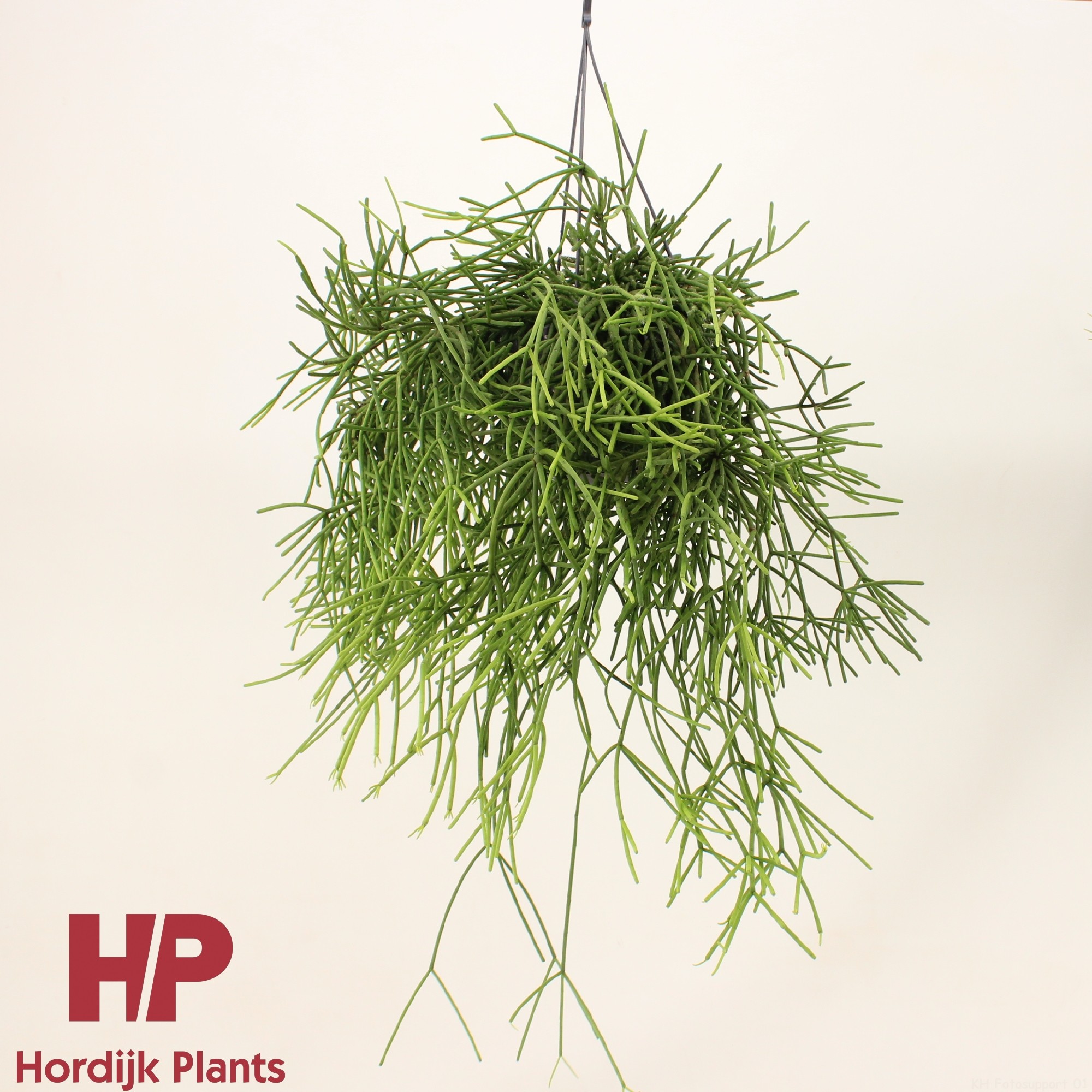Rhipsalis heteroclada P15, D 15