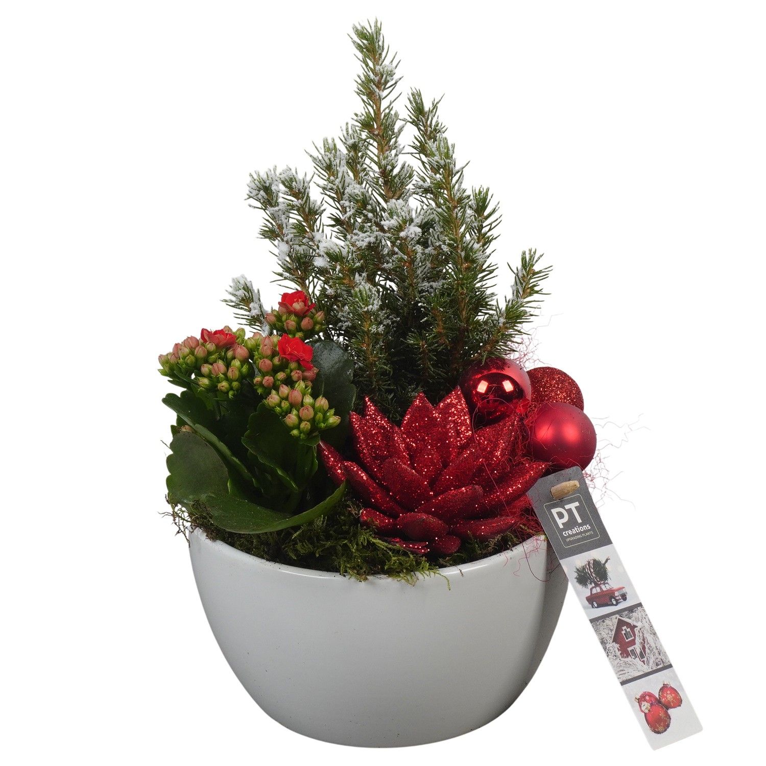 PTCHR7246 Arrangement Christmas Red in keramiek schaal, D 15 cm