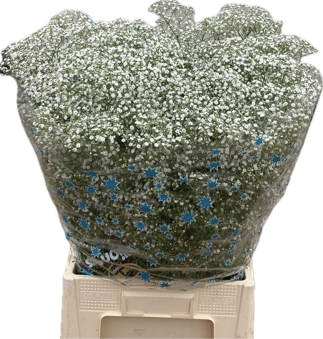 Гипсофила Миллион Стар 75, шт.