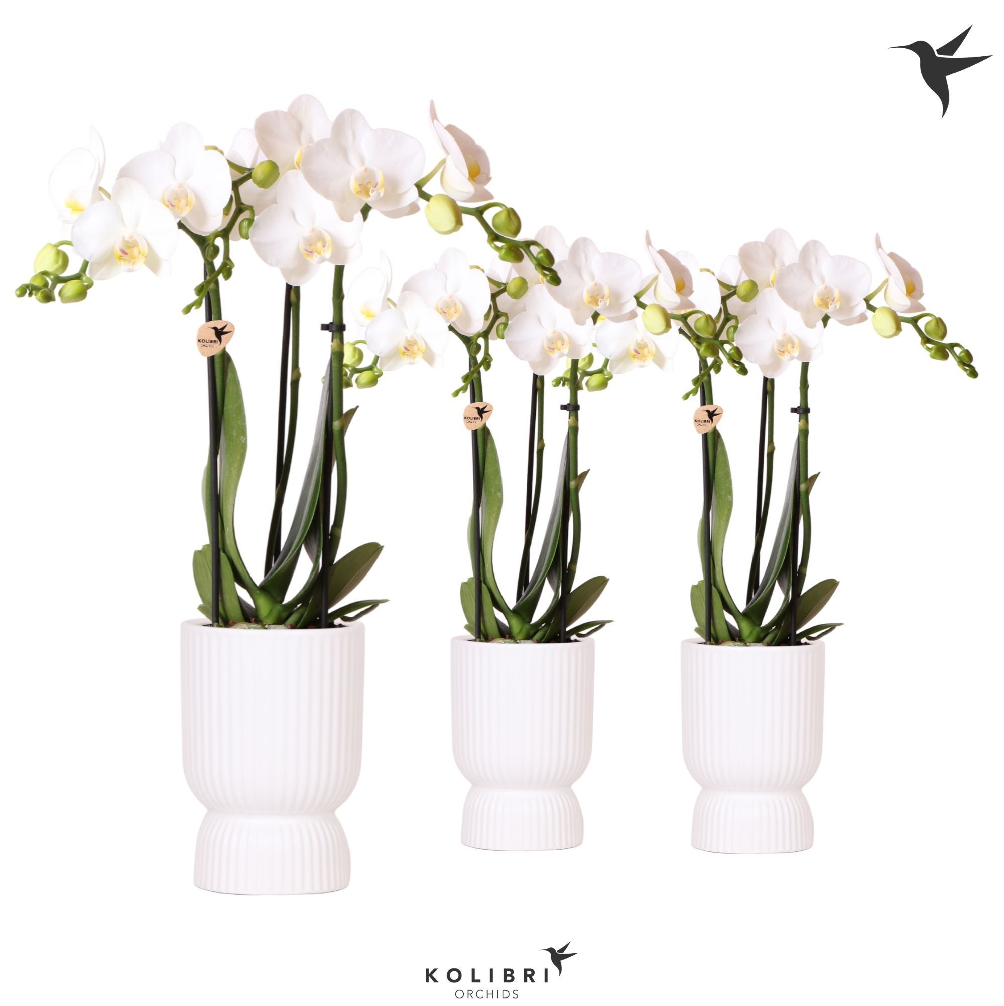 Kolibri Orchids Phalaenopsis white 3 spike in Diabolo pot white, D 9