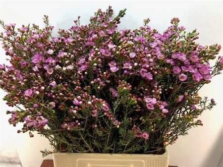 Шамелациум Ади 70 (роз.), шт.