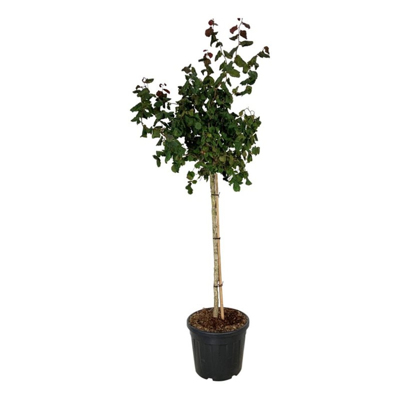Corylus a. 'Red Majestic', D 50 cm