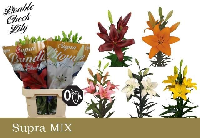 Лилия Азиатка Микс в баке 90, шт.