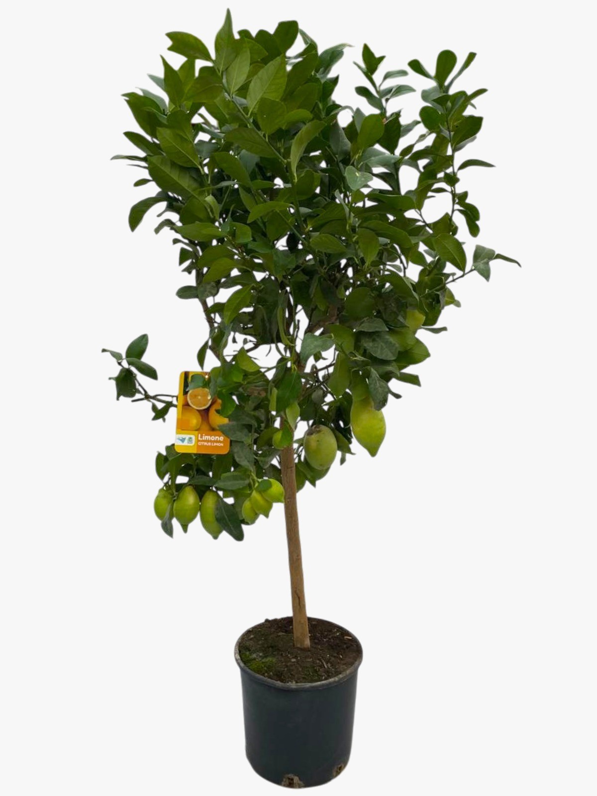 Citrus Lemon "op stam", D 25 cm