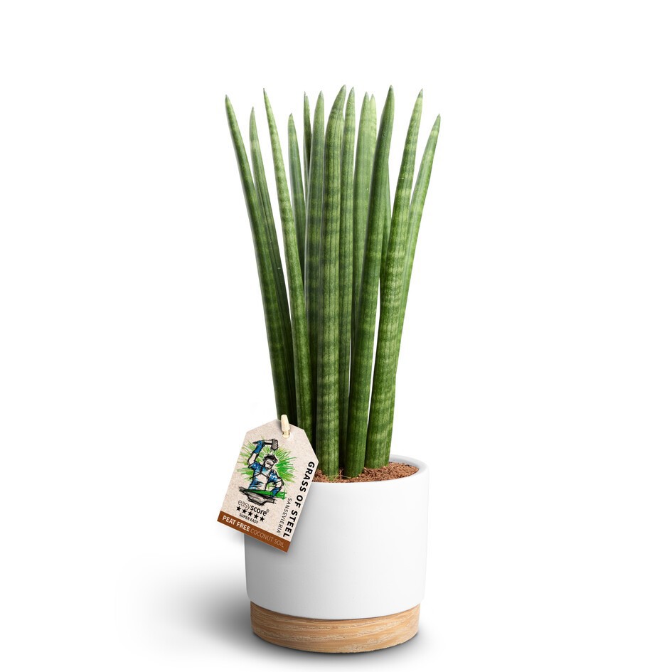 Woodbase White, Sansevieria ´Straight´, D 16