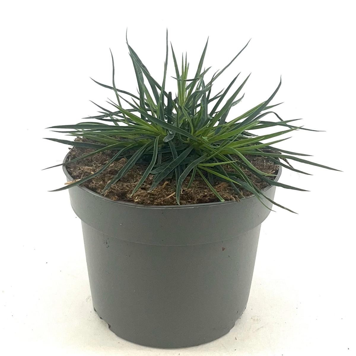 Dianthus carthusianorum, D 17 cm