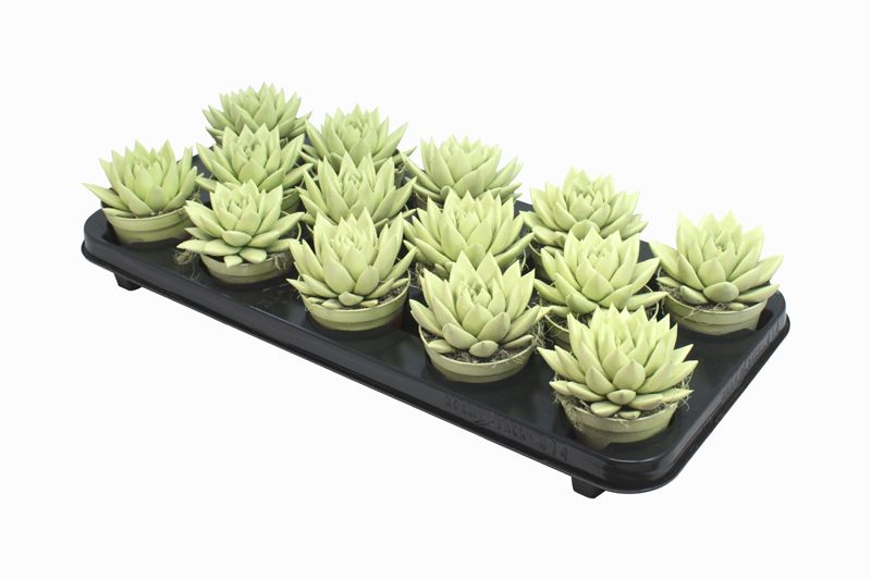 Miranda coloured pastel yellow, D 8,5