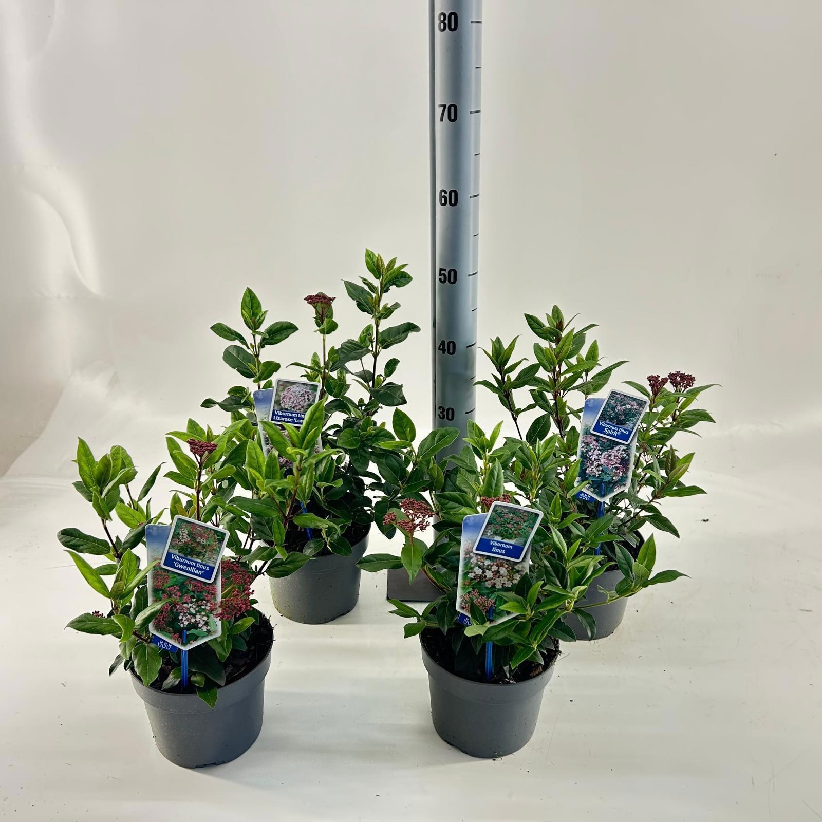 Viburnum tinus mix (minimum order one layer), D 17