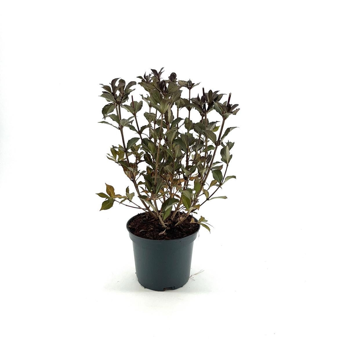 Weigela florida 'Foliis Purpureis', D 19