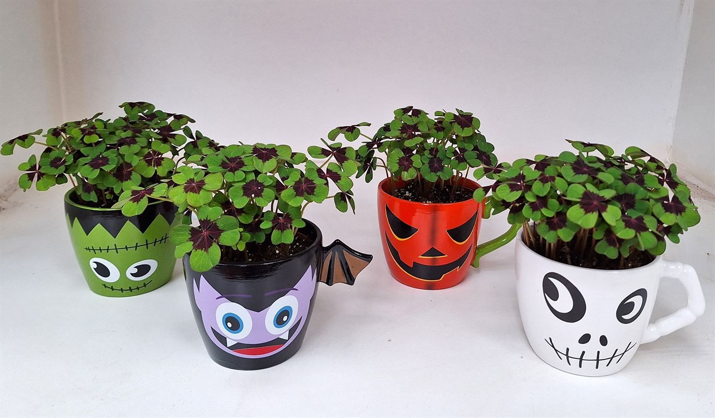 Oxalis deppei Geluk Halloween mix, D 11 cm