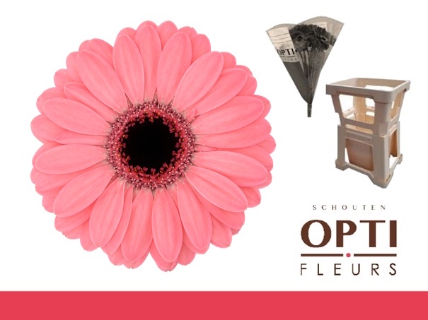 Гермини Джоли (роз.), шт.